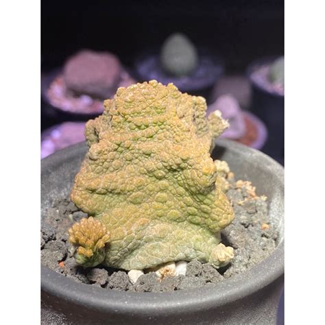 四方凝蹄玉|【四方擬蹄玉 Pseudolithos cubiforme】...